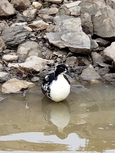 Domestic Mallard photographed in West Virginia