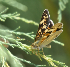 Phyciodes picta