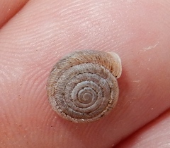 Polygyra