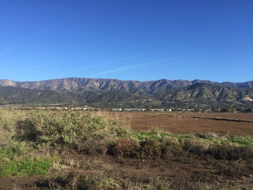 iNaturalist observation photo of Vascular Plants