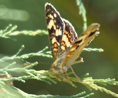 Phyciodes picta