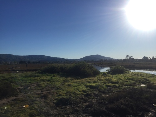 iNaturalist observation photo of Vascular Plants