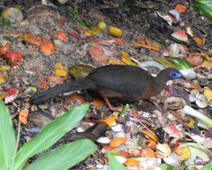 Chamaepetes goudotii