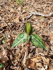 Trillium decipiens