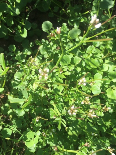 iNaturalist observation photo of hairy bittercress