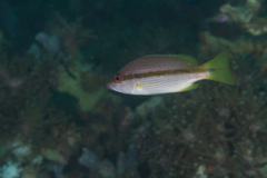 Lutjanus vitta