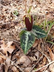 Trillium decipiens