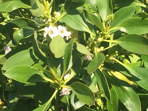 iNaturalist observation photo of Ngaio