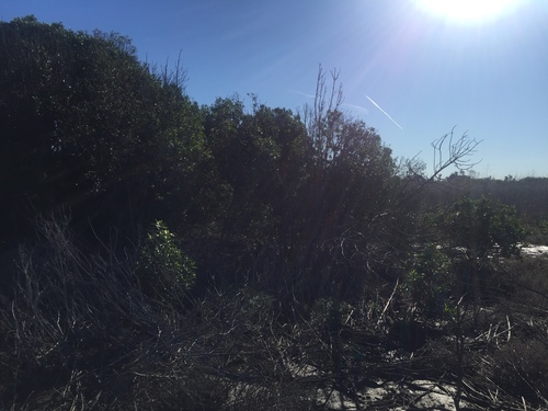 iNaturalist observation photo of Plants