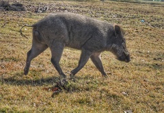 Sus scrofa cristatus