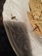 Xanthogramma flavipes