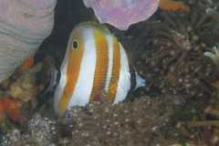 Coradion chrysozonus