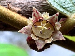 Bridelia (Bridelia stipularis)