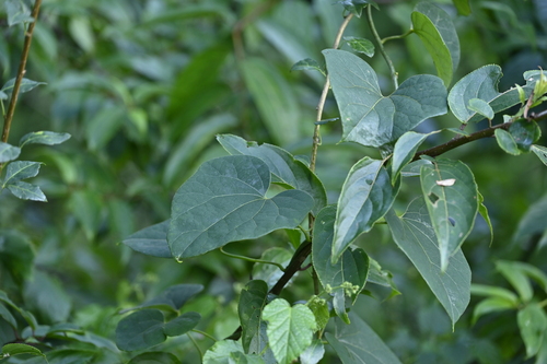 Sinomenium acutum iNat (1)