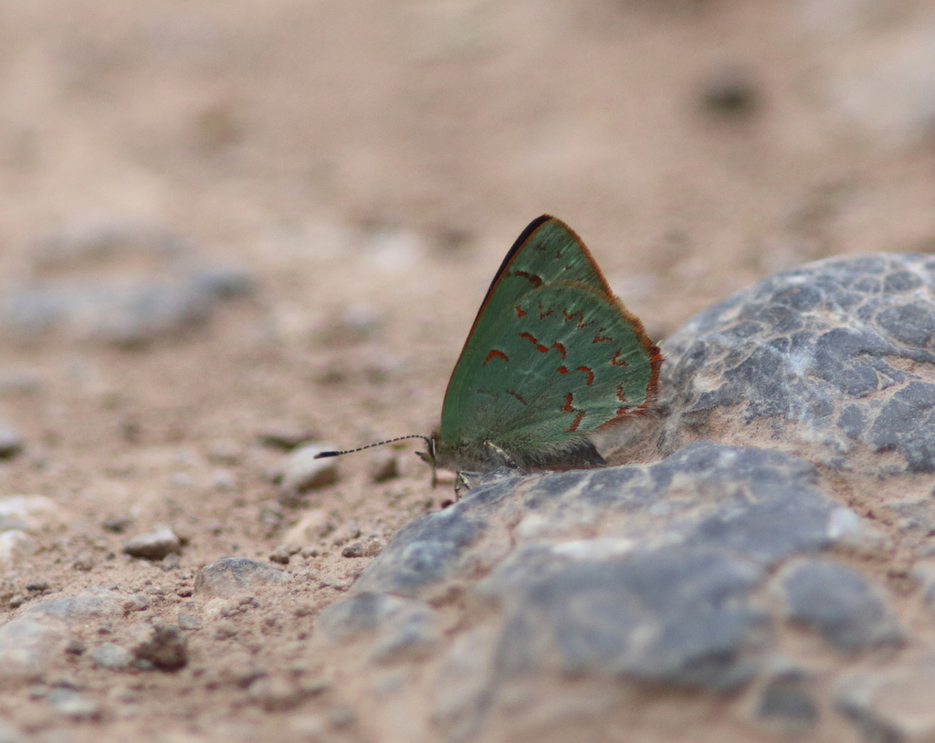 Arizona Hairstreak