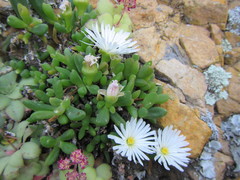 Delosperma esterhuyseniae