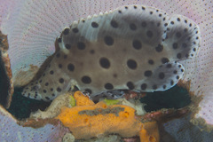 Chromileptes altivelis