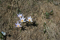 Crocus reticulatus