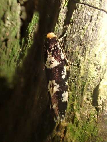Triaxomera fulvimitrella