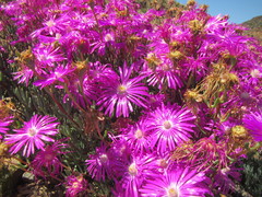 Lampranthus coralliflorus