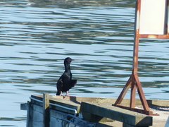 Leucocarbo chalconotus