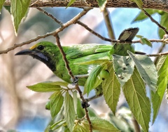 Chloropsis aurifrons