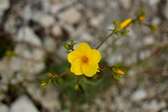 Linum ucranicum