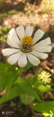 Zinnia violacea image