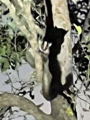 Montagne D'ambre Fork-Marked Lemur photo 3