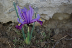 Iris reticulata