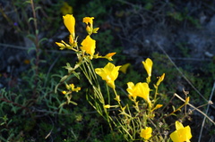Linum ucranicum