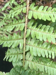 Dryopteris affinis borreri