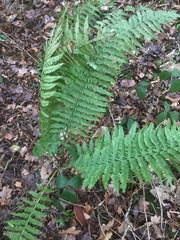 Dryopteris affinis borreri