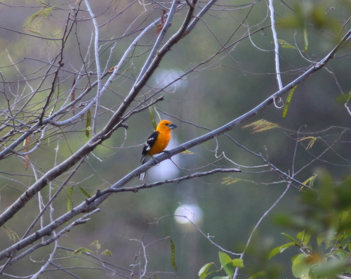 Yellow Grosbeak (Guatemalan)