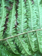 Dryopteris affinis borreri