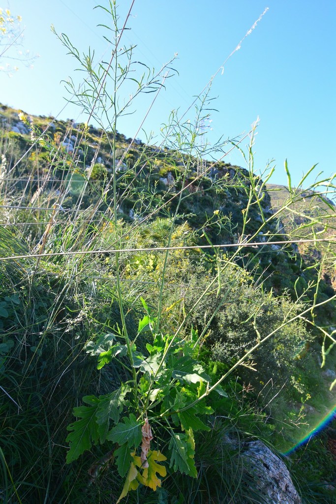 Brassica villosa in February 2016 by David Renoult · iNaturalist