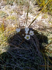 Gentianella montana montana