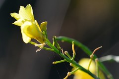 Brassica villosa