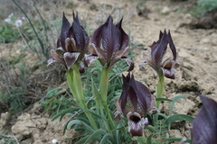 Iris acutiloba