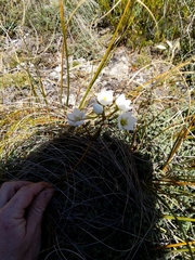 Gentianella montana montana
