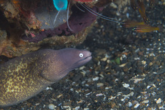 Gymnothorax thyrsoideus