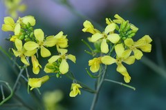 Brassica villosa
