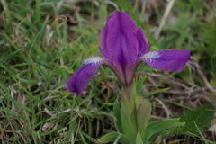 Iris furcata