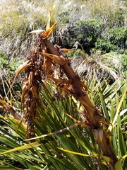 Aciphylla horrida
