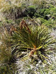 Aciphylla horrida