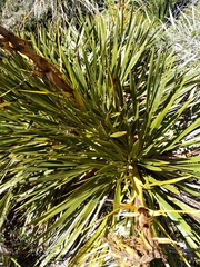 Aciphylla horrida