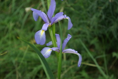 Iris notha