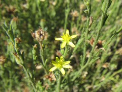 Osteospermum muricatum muricatum