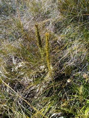 Aciphylla crenulata