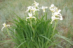 Iris halophila
